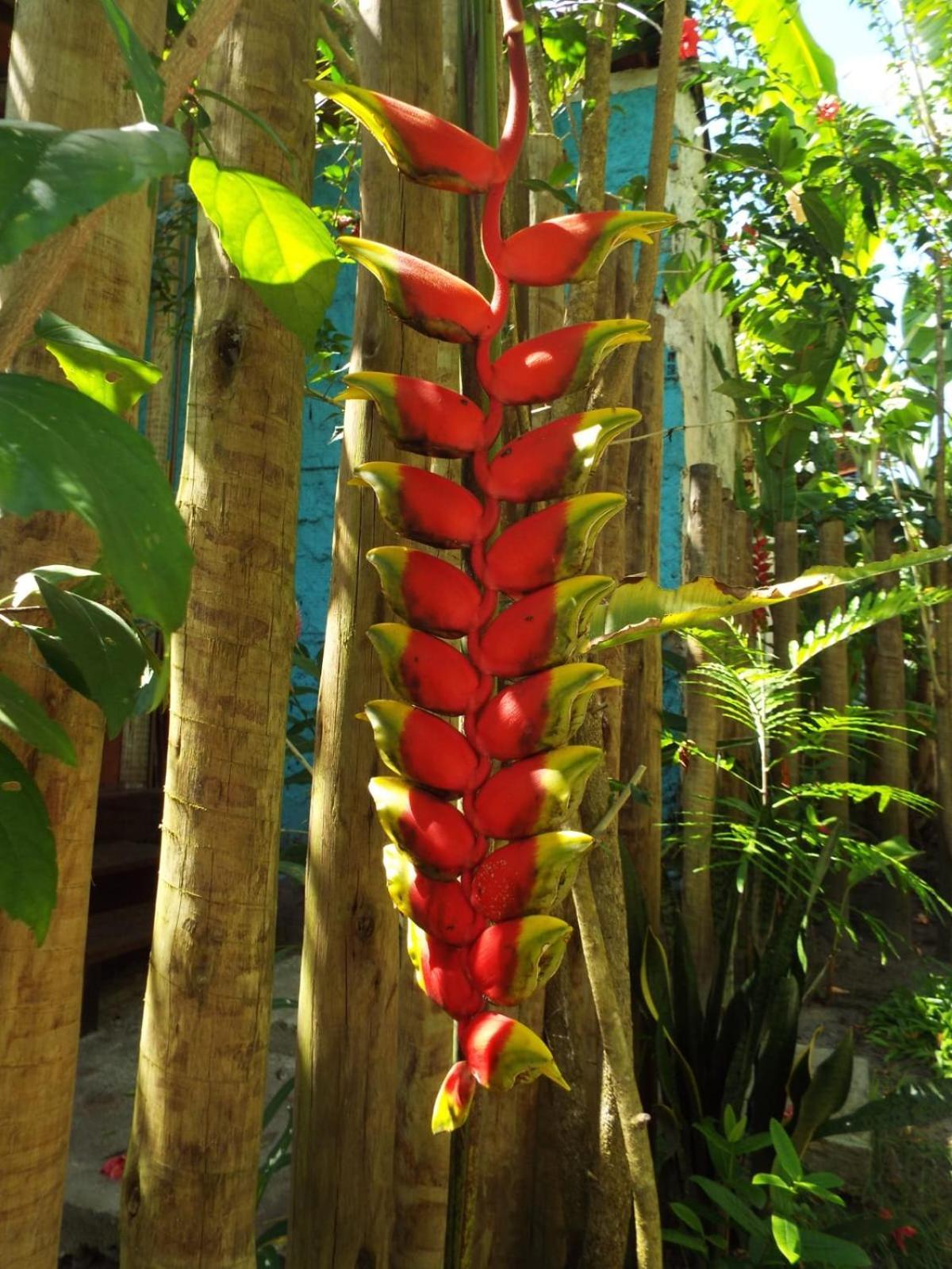 Jardim Uixa Villa Velha Boipeba Exterior photo